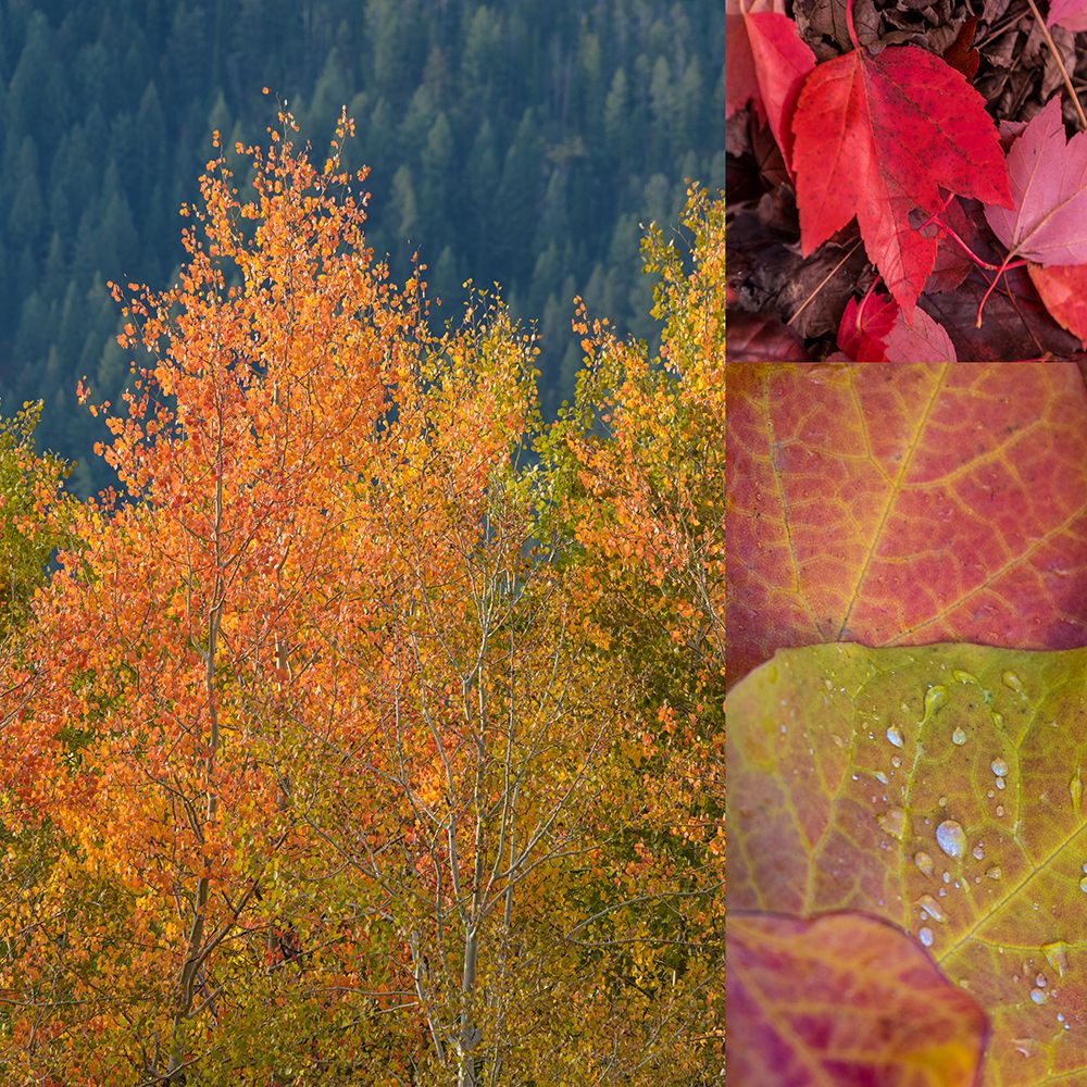 Autumn Magic 2